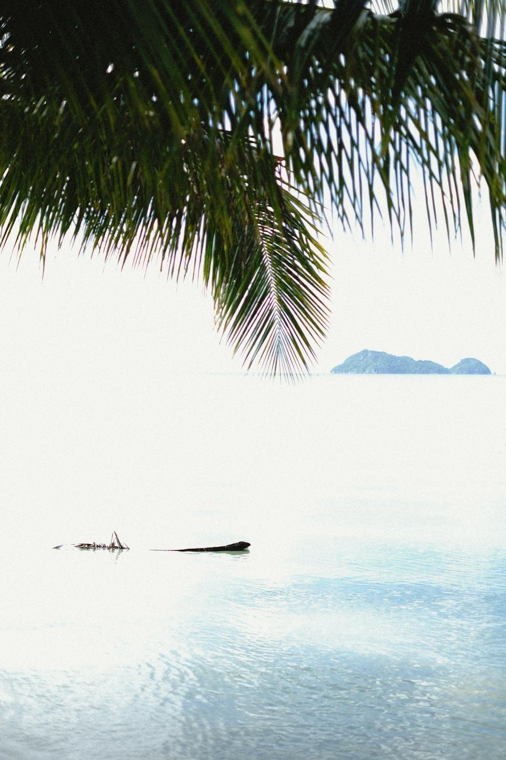 Atardecer en isla tropical, Seychelles