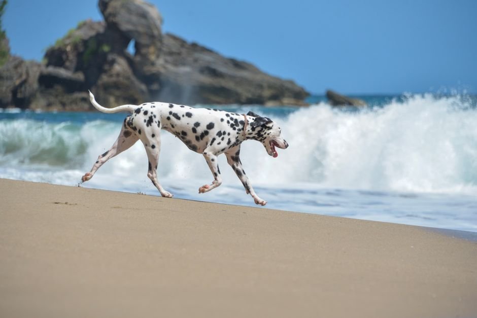 Viajar con perro por España