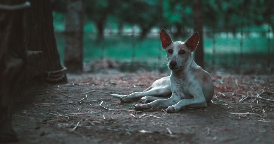 Zoco de Marrakech y dunas del desierto del Sahara