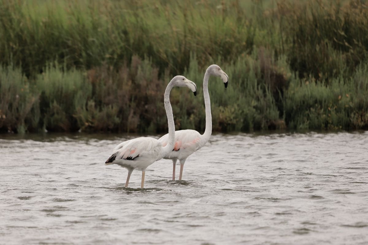 Flamencos en los humedales del Delta del Ebro