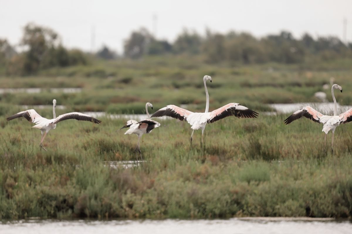 Flamencos en grupo en el Parque Natural del Delta del Ebro