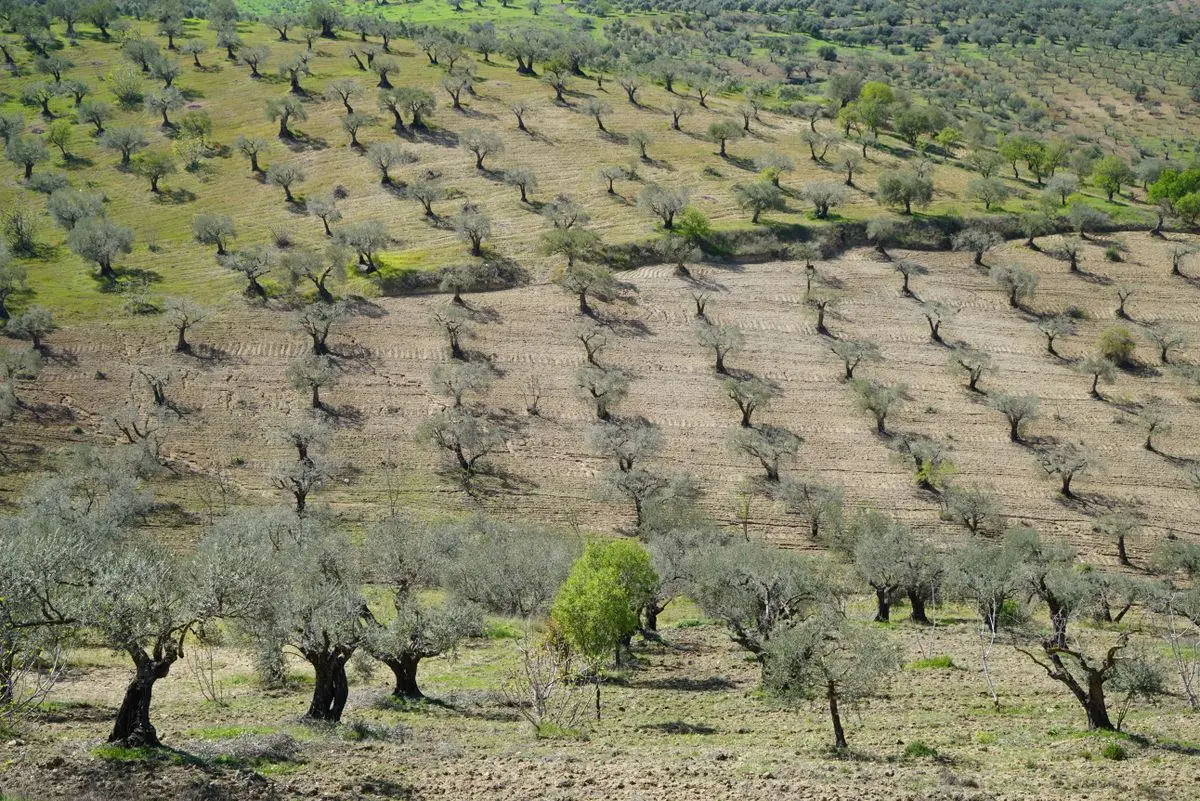 Mar de olivos en la provincia de Jaén