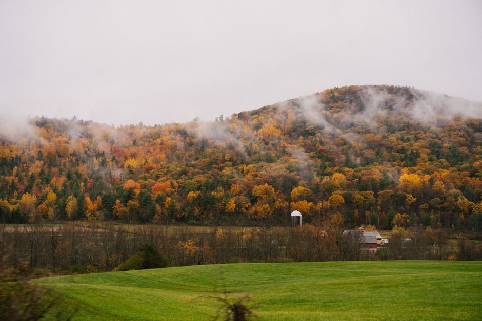 Bosque con follaje amarillo dorado envuelto en niebla
