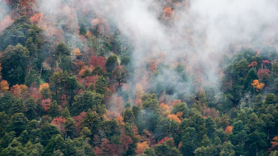 Vista aerea de un bosque envuelto en niebla con vibrantes colores otonales