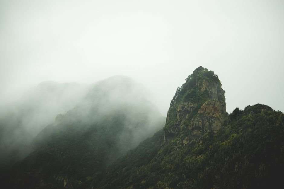 Bosque atlantico gallego envuelto en niebla