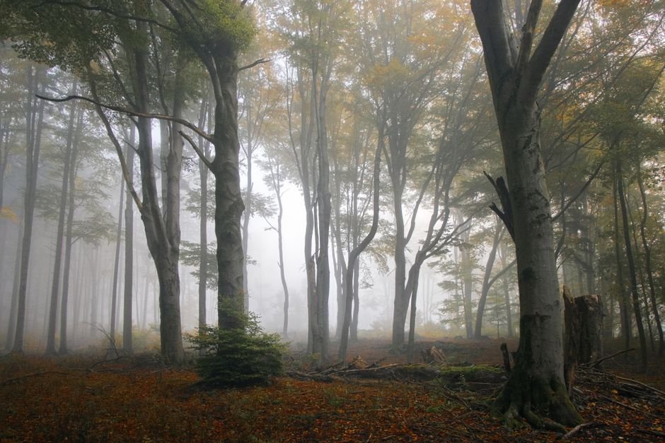 Hayedo en niebla con colores otonales