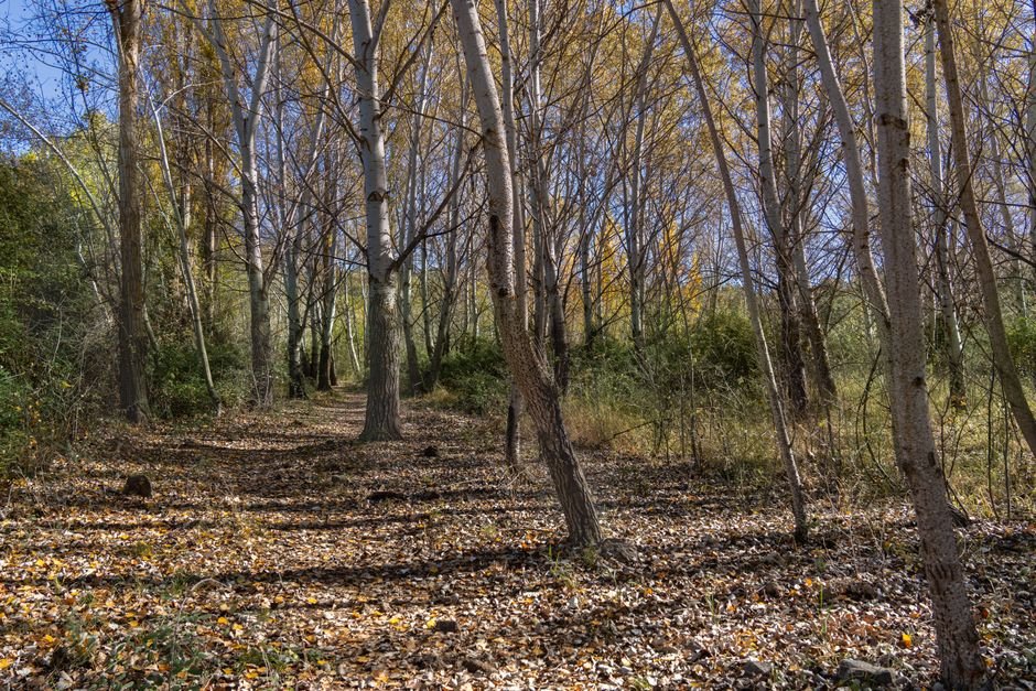Sendero entre arboles en otono