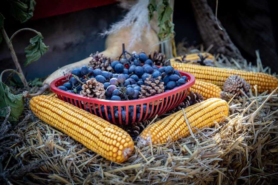 Cosecha otoñal con maíz, uvas y decoración tradicional