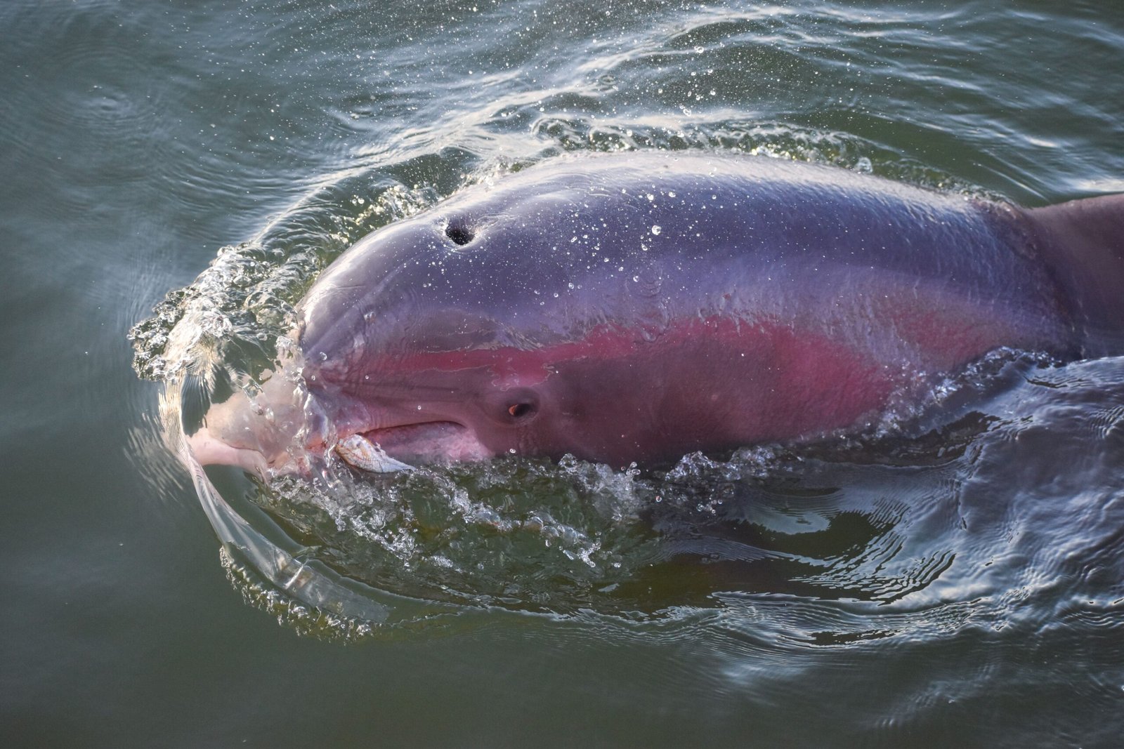 Delfín rosado nadando en el río Amazonas