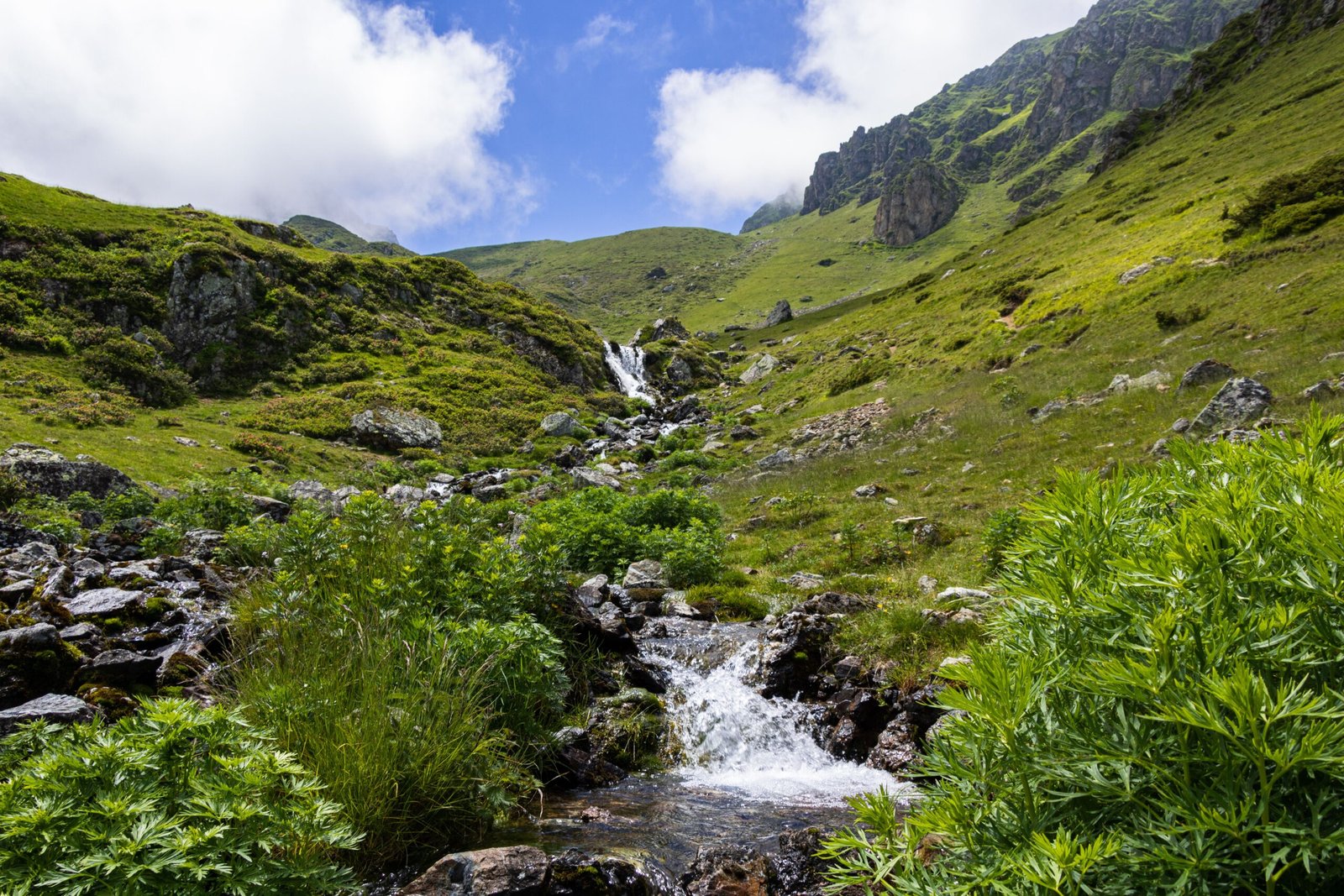 Arroyo de montaña entre vegetación en los Altos Pirineos catalanes