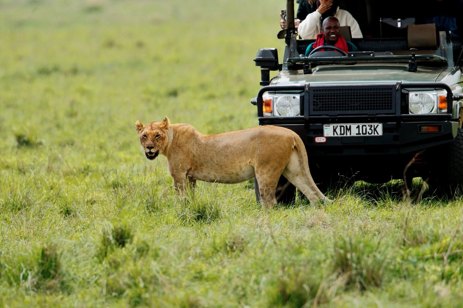 Leona junto a un vehículo de safari en el Masai Mara, Kenia