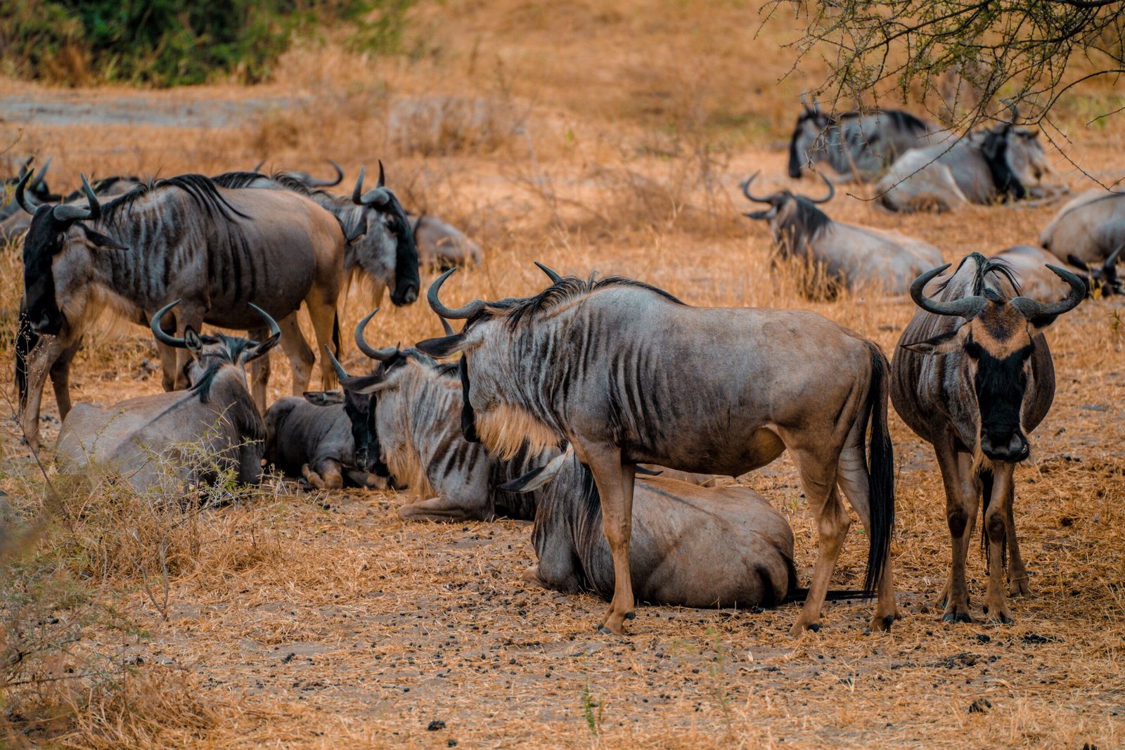 Manada de ñus en la sabana de Tanzania durante la Gran Migración