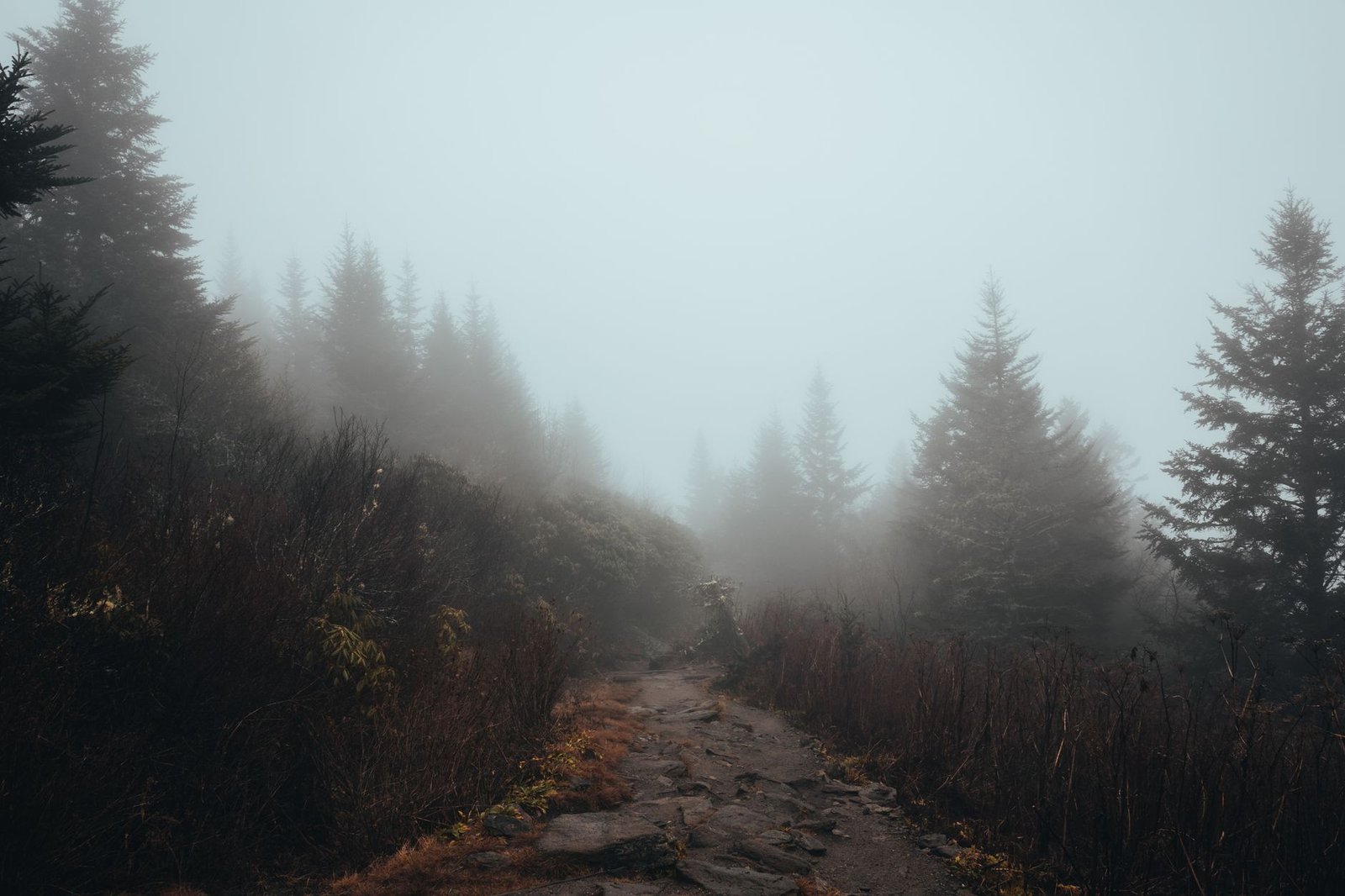 Sendero entre coníferas en un bosque de montaña con niebla