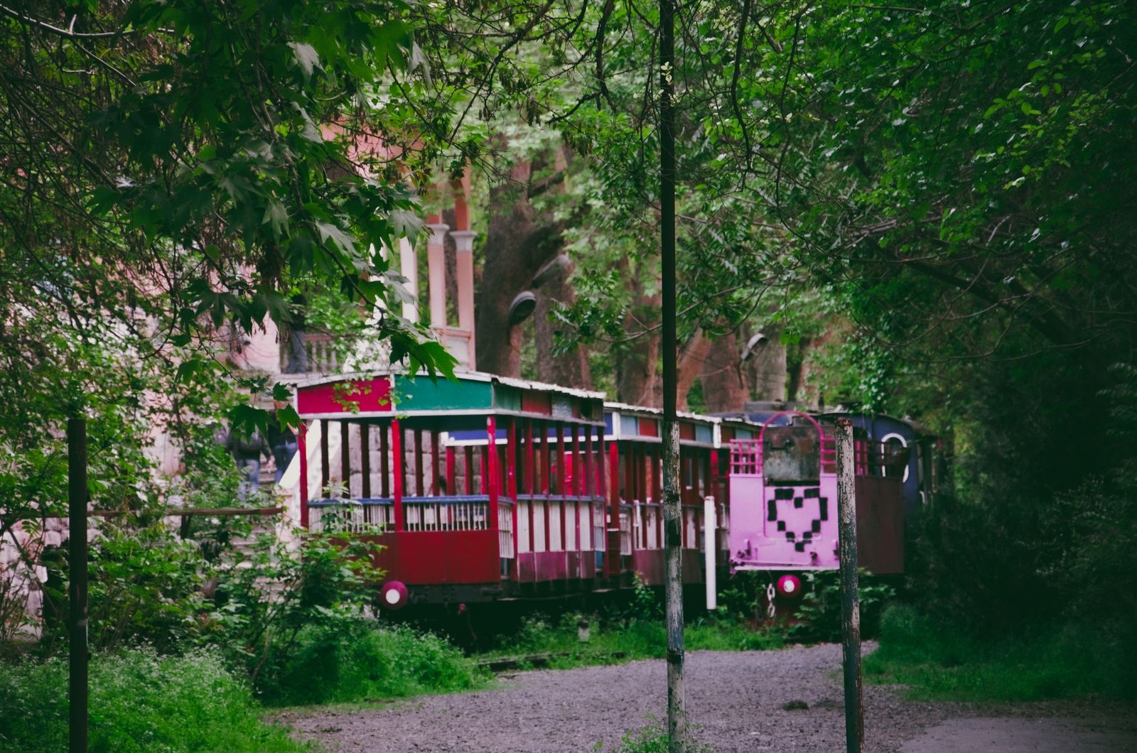 Tren turístico avanzando entre vegetación