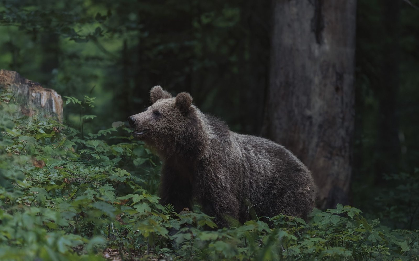 Oso pardo en su hábitat natural dentro del bosque