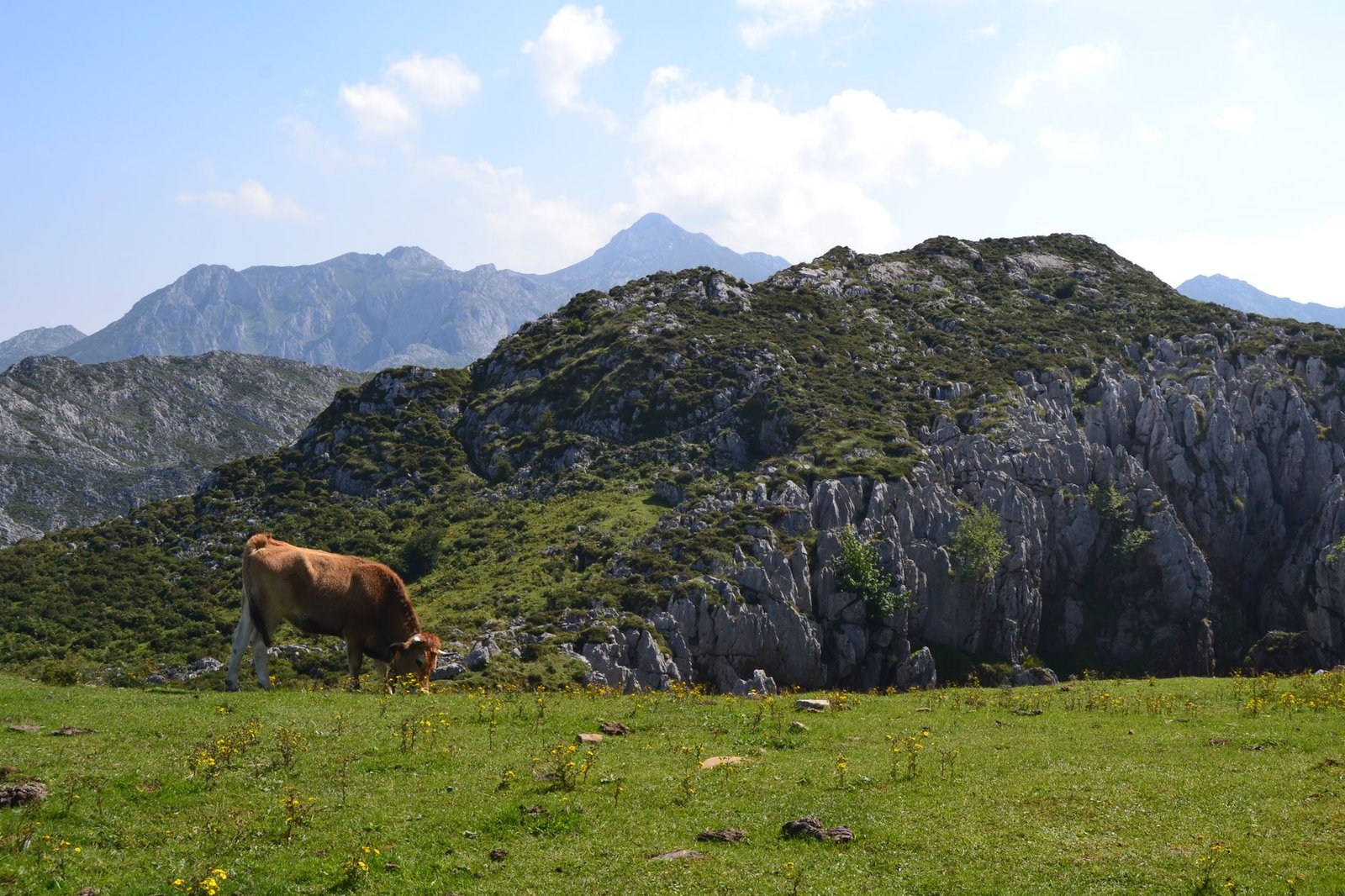 Vaca pastando en un prado de alta montaña en Asturias en verano