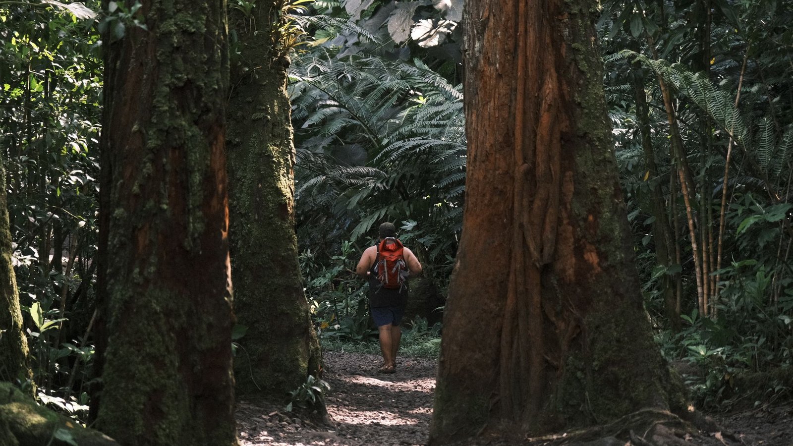 Viajero con mochila en un sendero de selva tropical