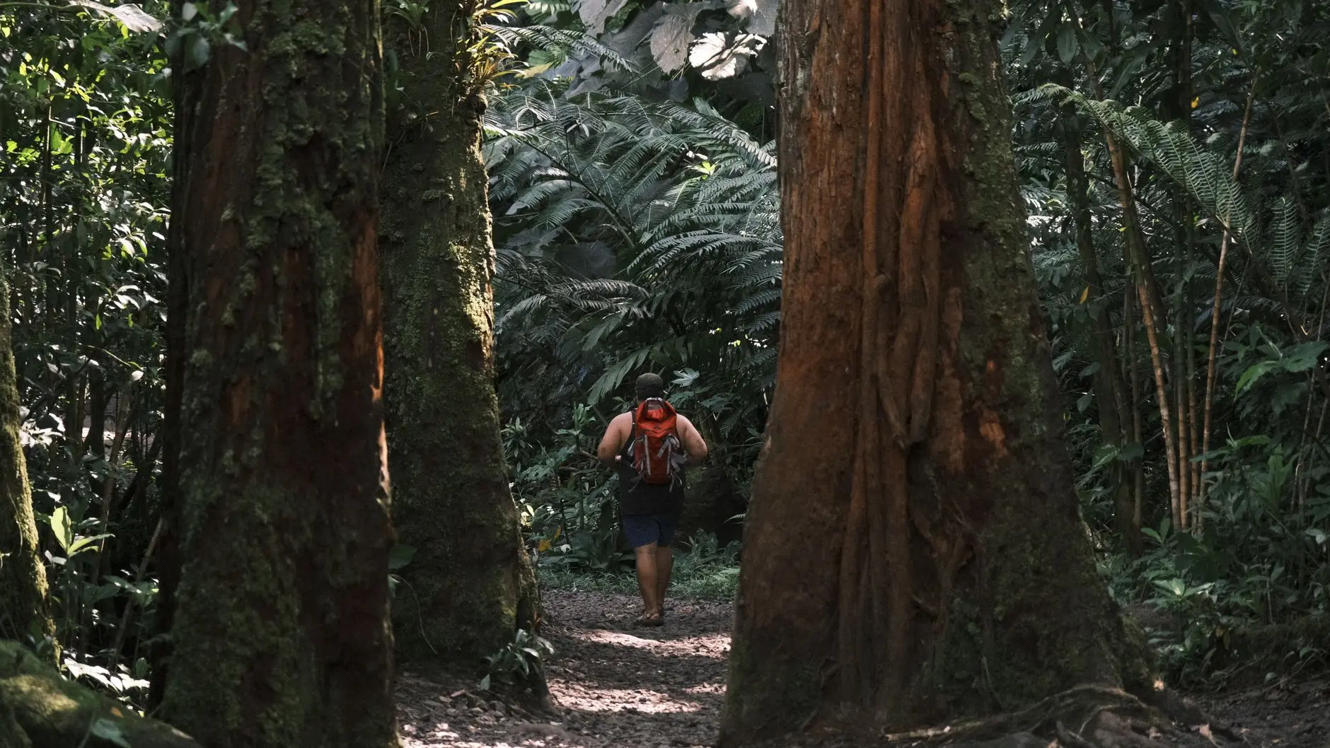 Viajero con mochila en un sendero de selva tropical