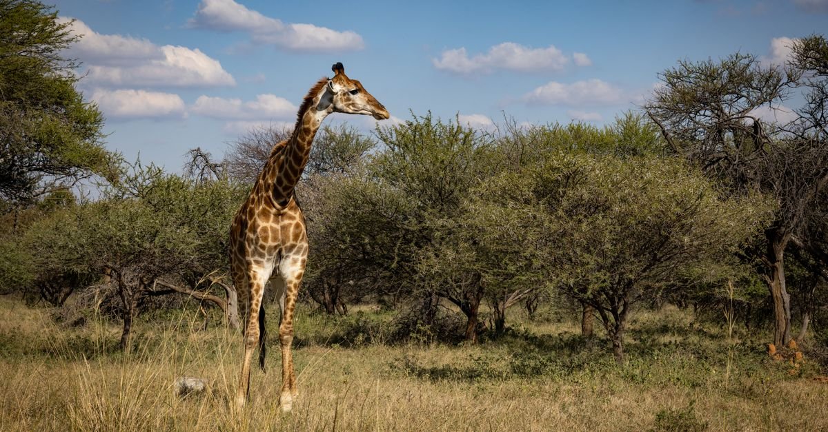 Jirafa entre acacias bajo el cielo azul de la sabana africana en Botswana
