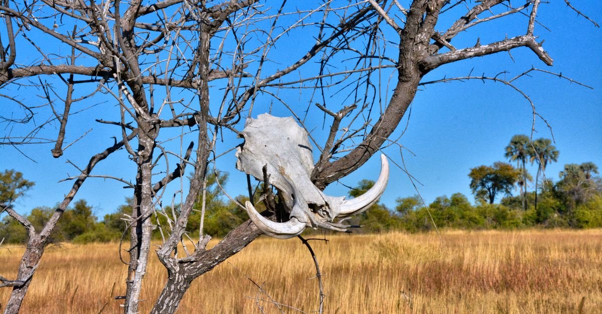 Paisaje de la sabana de Botswana bajo un cielo despejado