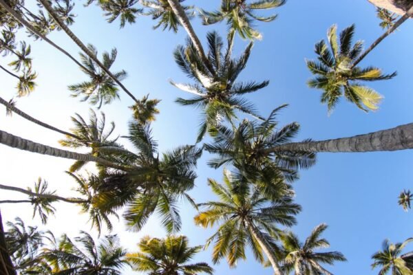 Vista ascendente de palmeras vibrantes contra un cielo azul brillante, capturando una sensación trop
