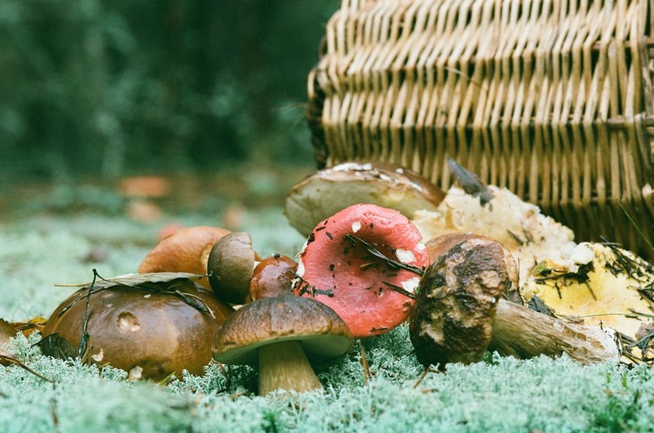 Setas coloridas en el suelo del bosque junto a una cesta de mimbre