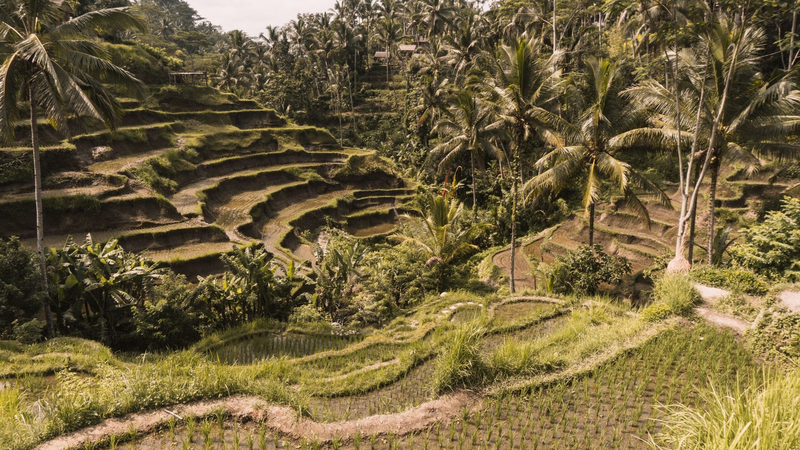 Terrazas de arroz de Tegalalang, en Bali