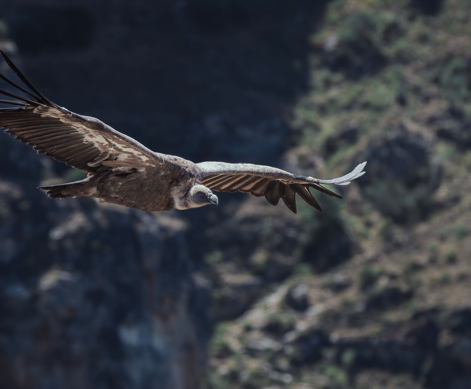 Buitre leonado volando sobre un paisaje escarpado de roquedo