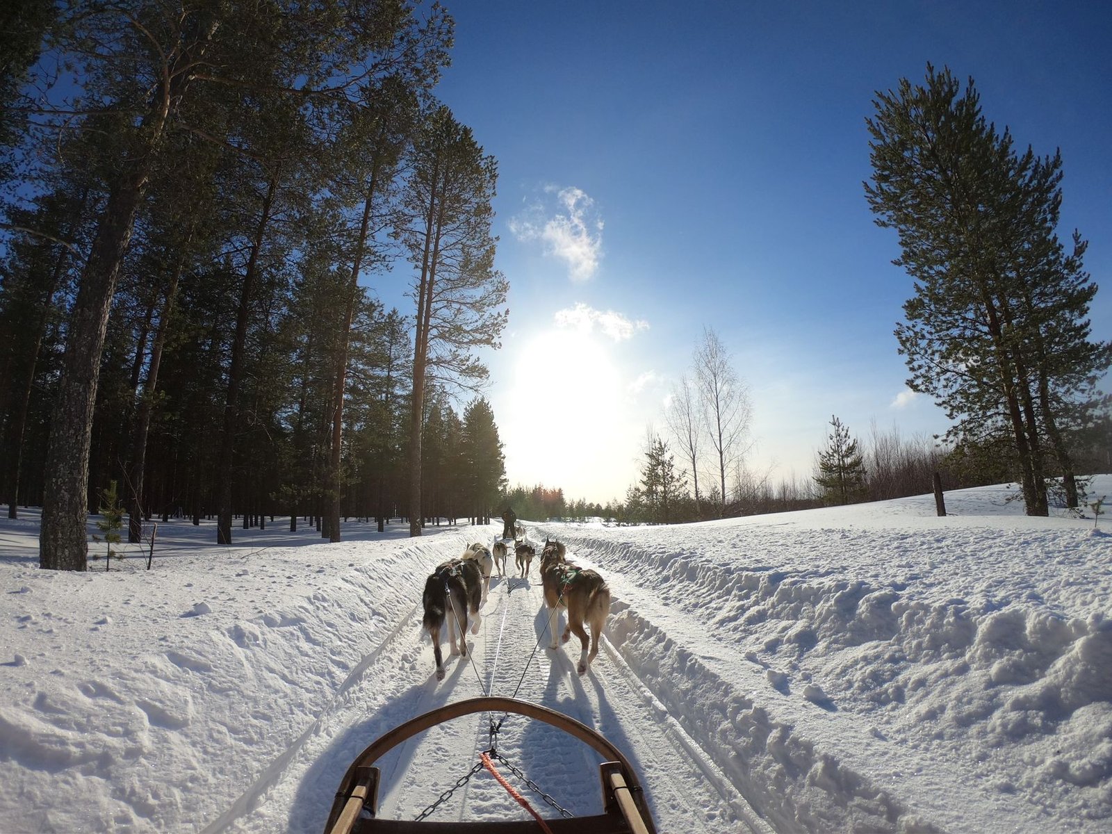 Trineo tirado por perros husky sobre la nieve en Laponia