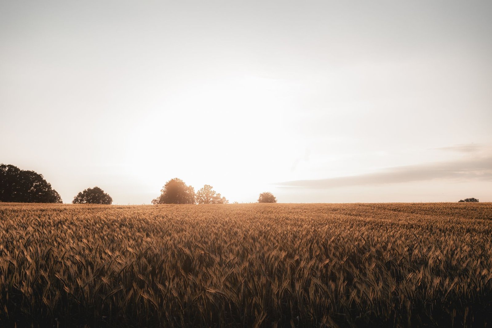 Llanura de cereal manchega al atardecer, paisaje típico de la provincia de Albacete