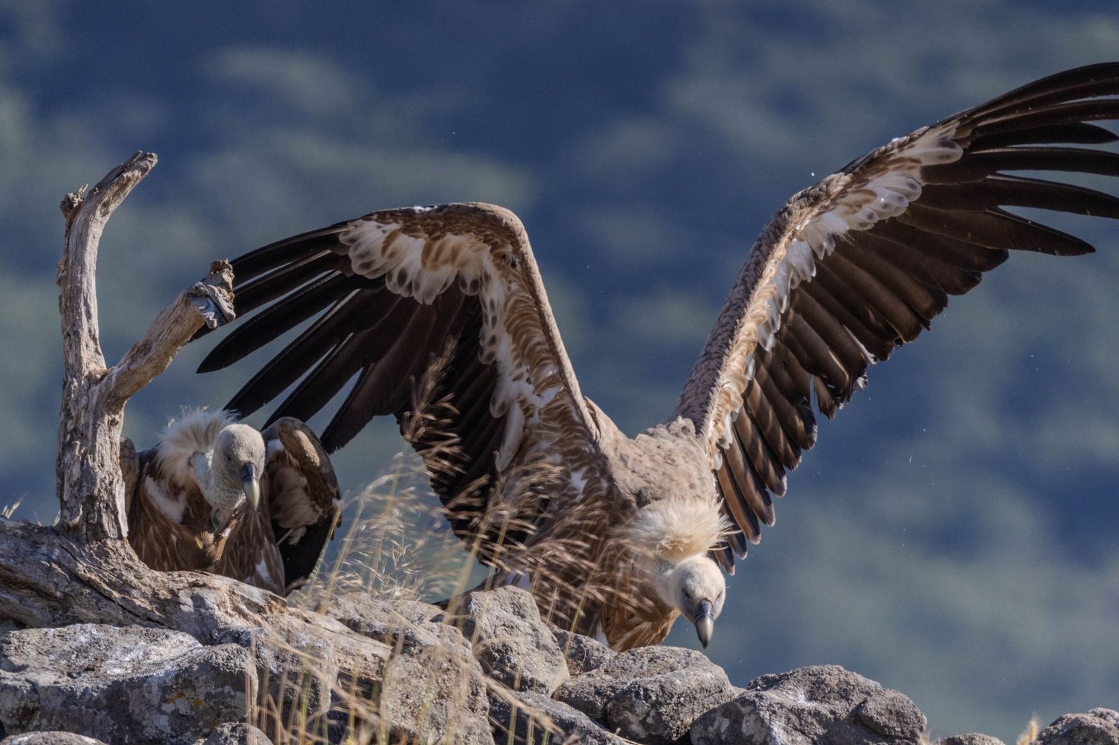 Buitres leonados con las alas extendidas posados en un cortado rocoso