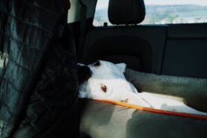 Perro tumbado en el asiento trasero de un coche durante un viaje por carretera