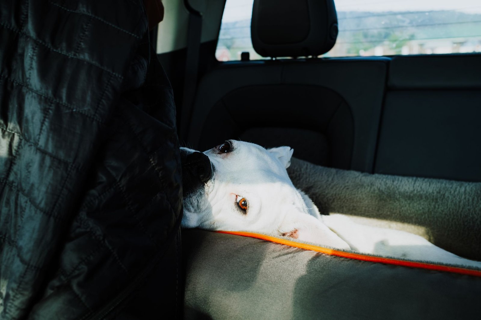 Perro tumbado en el asiento trasero de un coche durante un viaje por carretera