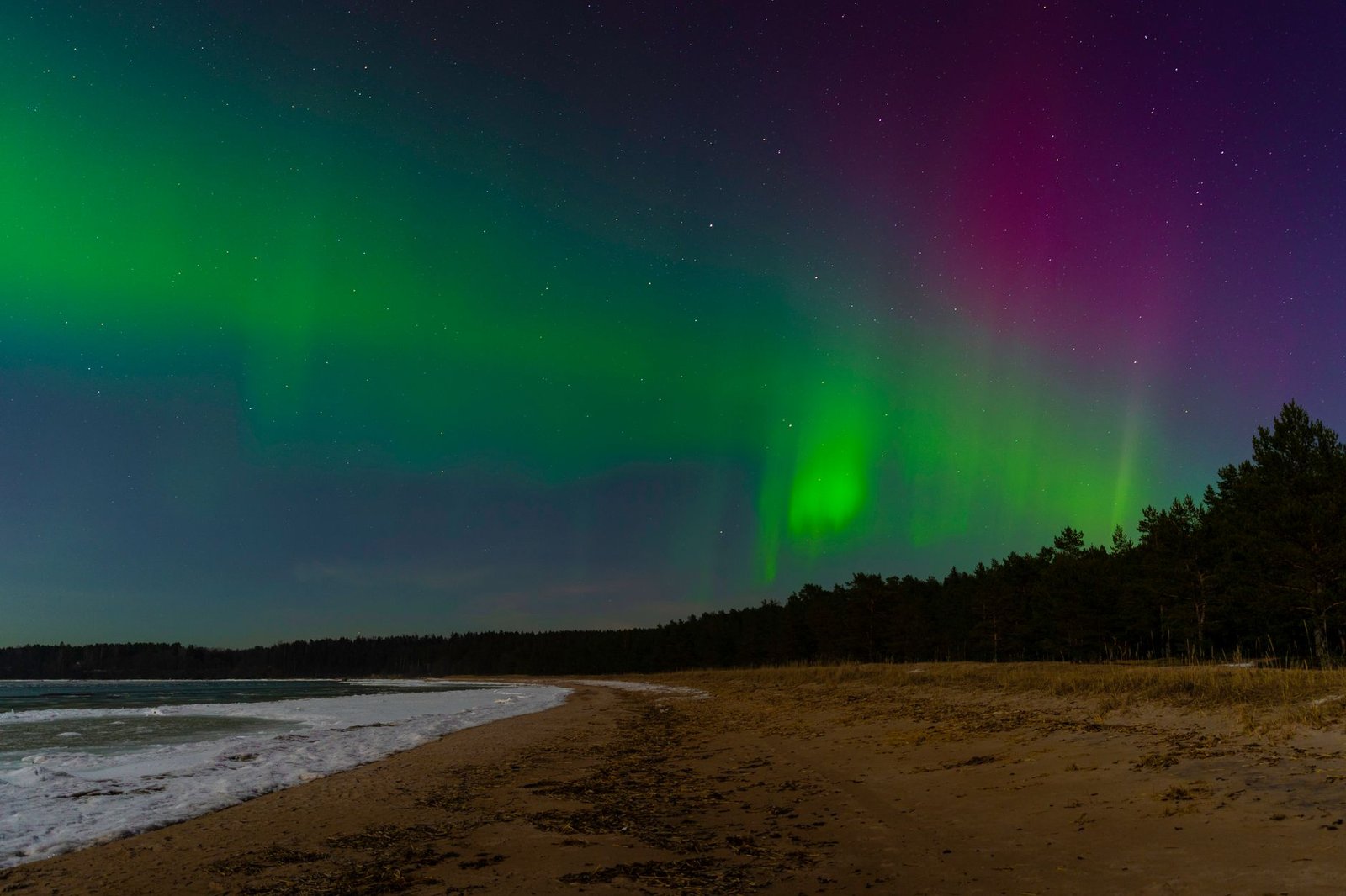 Aurora boreal sobre una playa de arena y un bosque junto al mar