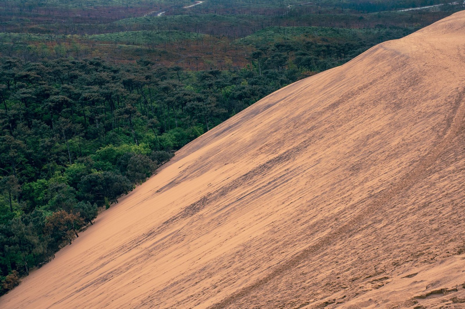 La Duna del Pilat con el bosque de pinos landas al fondo
