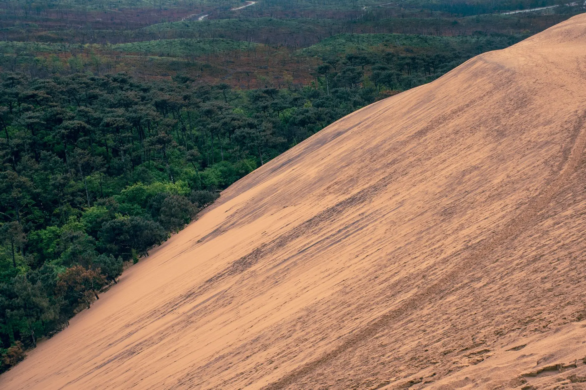 La Duna del Pilat con el bosque de pinos landas al fondo