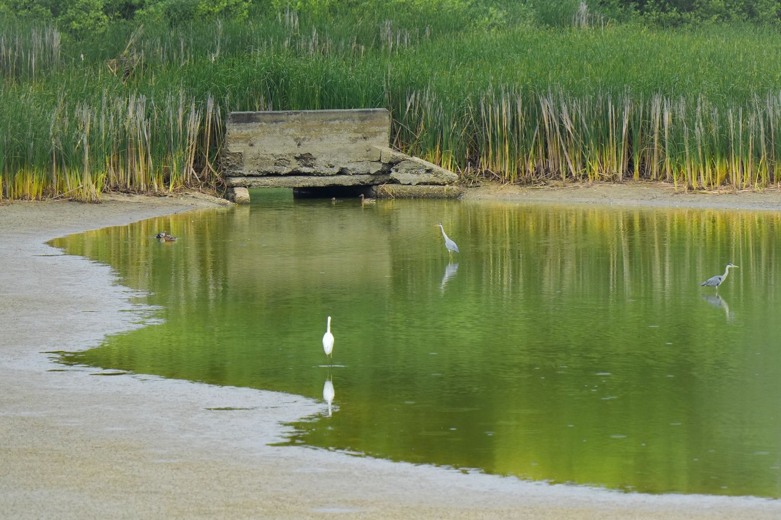 Humedal con aves y carrizos reflejados en el agua, similar al paisaje de las Tablas de Daimiel