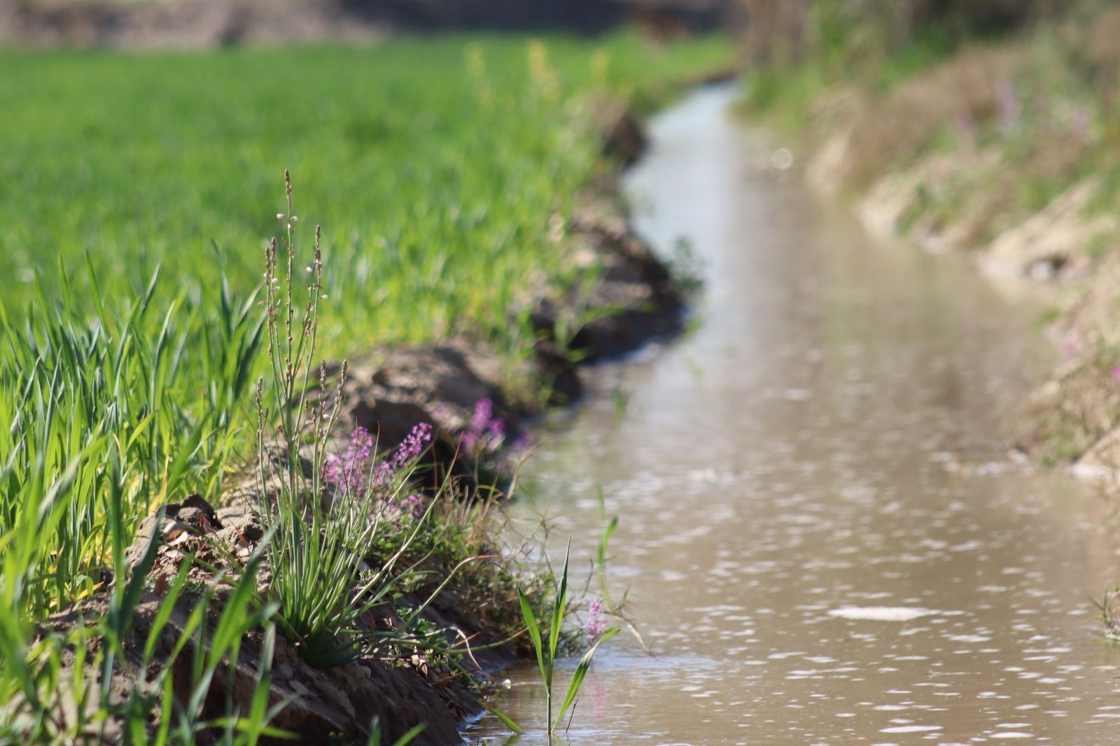Canal navegable de agua tranquila bordeado de vegetación