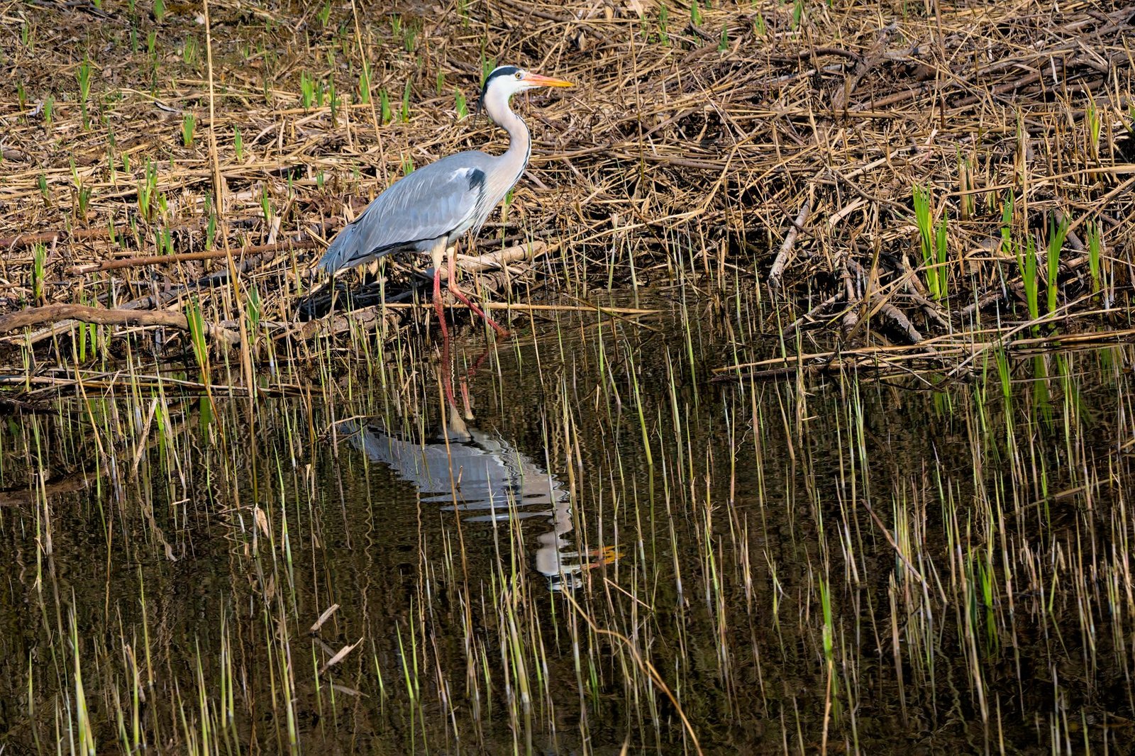 Garza gris junto al agua en un humedal, similar a la fauna acuática de las Lagunas de Ruidera