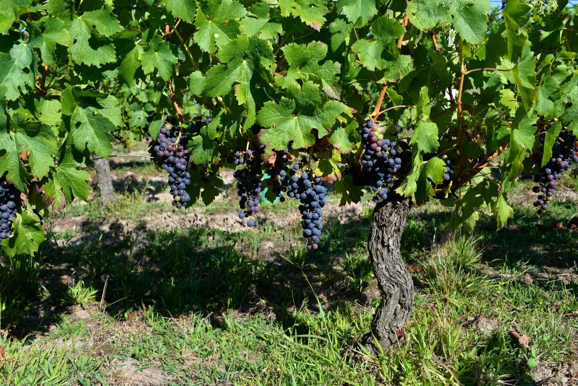 Racimos de uva en un viñedo cerca de Burdeos en verano