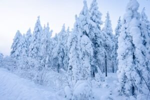 Bosque nevado de la Laponia finlandesa en invierno