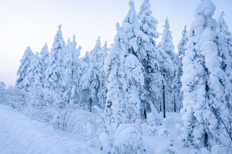 Bosque nevado de la Laponia finlandesa en invierno