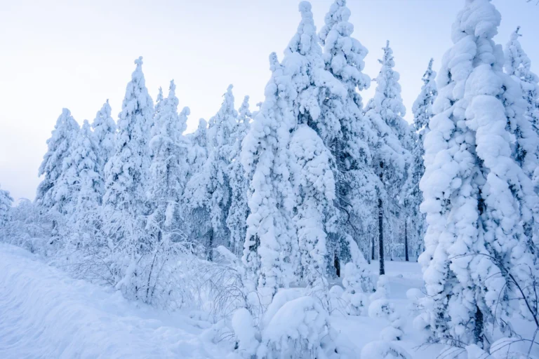 Bosque nevado de la Laponia finlandesa en invierno