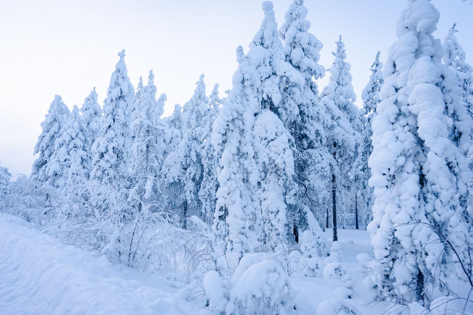 Bosque nevado de la Laponia finlandesa en invierno