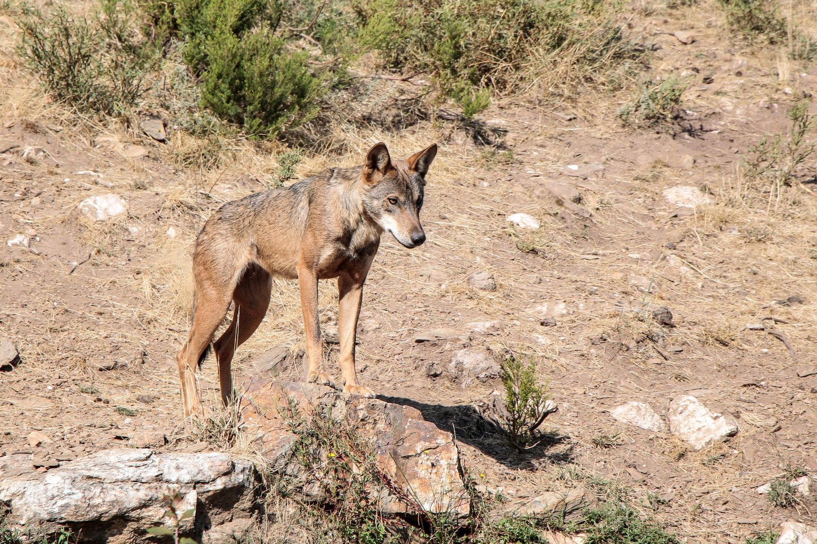 Lobo ibérico sobre un roquedo en la zona de Puebla de Sanabria