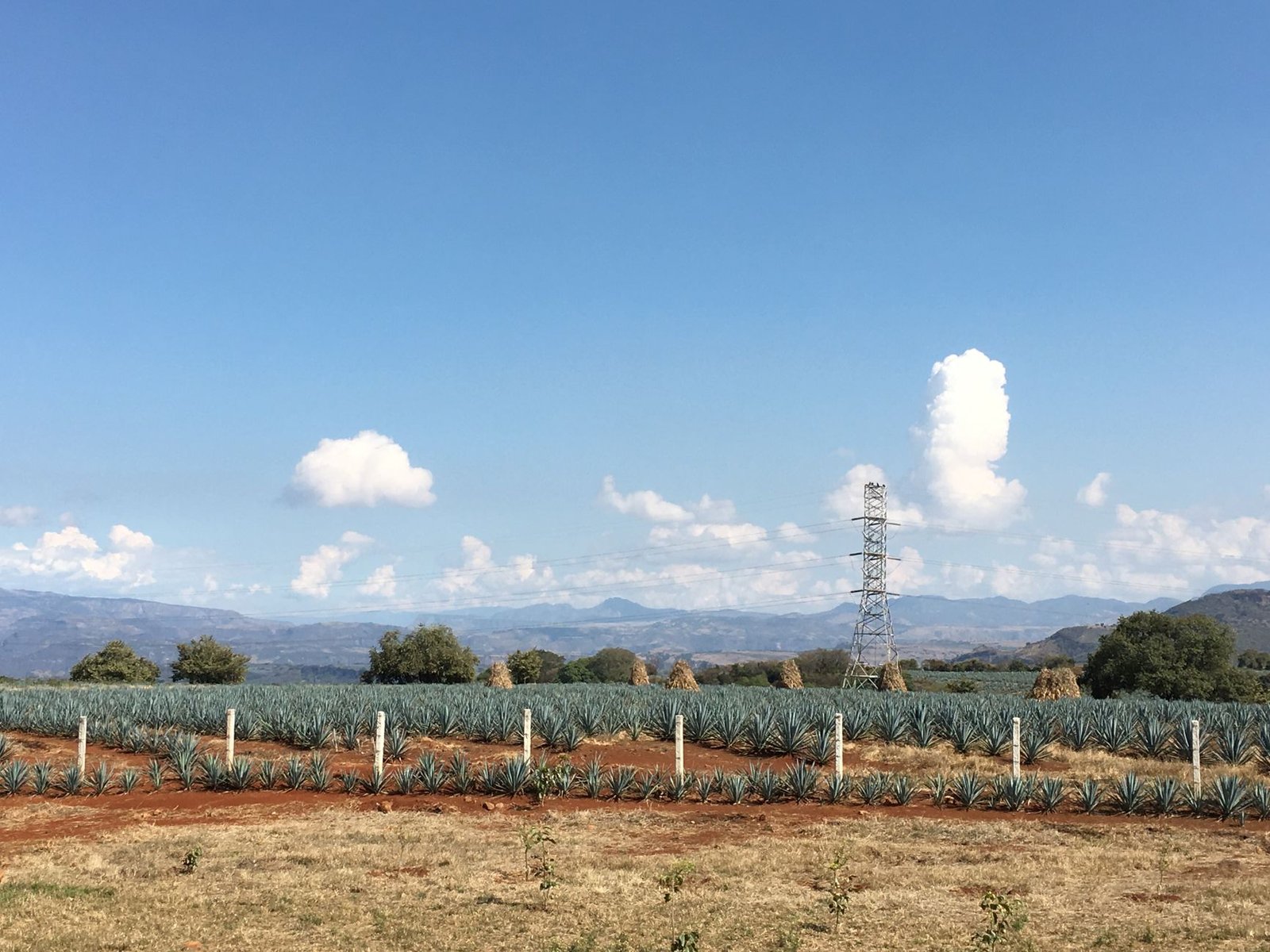 Campos de agave azul en la región de Tequila, con montañas al fondo