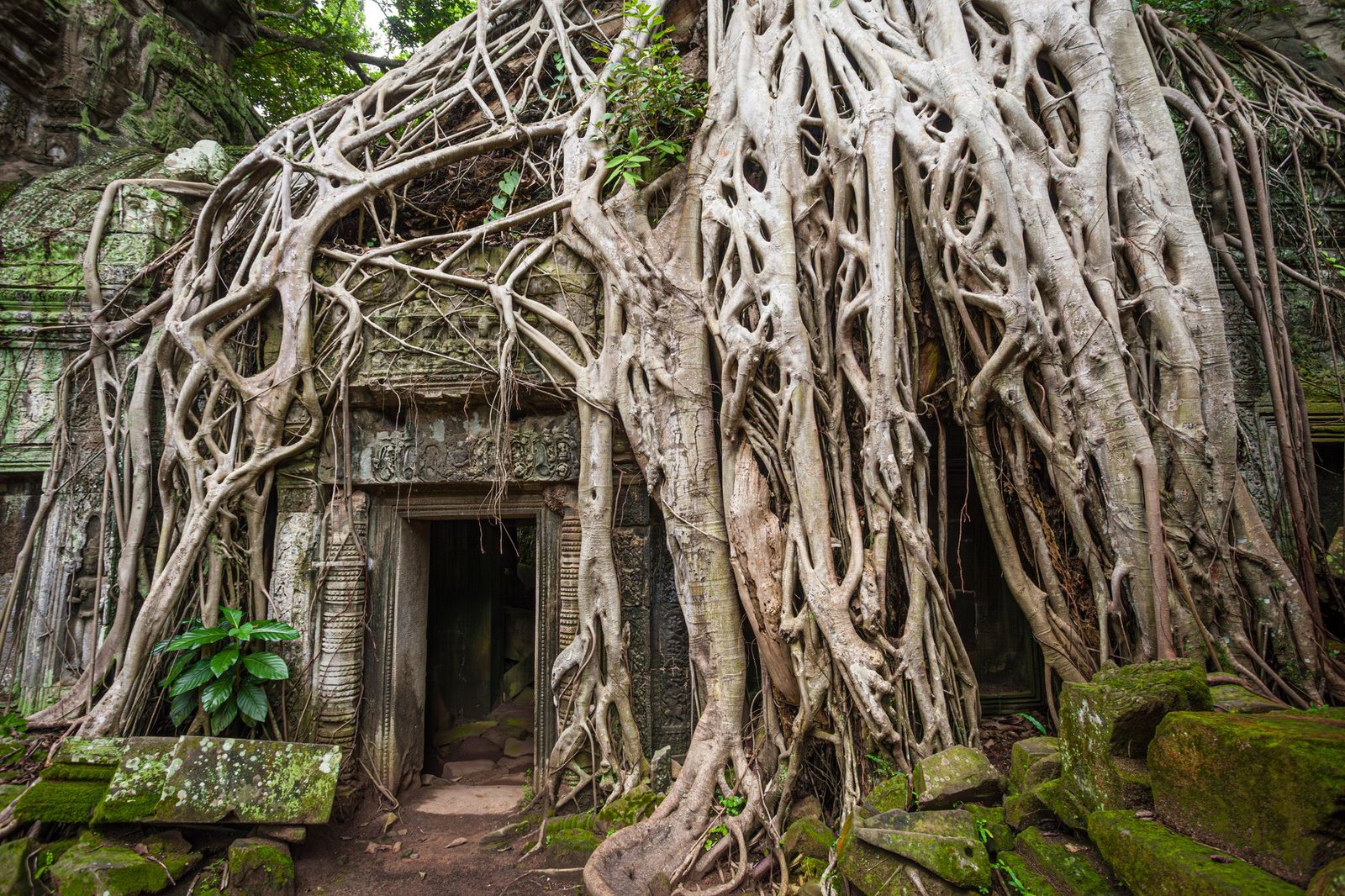 Templo de Ta Prohm con raíces de árboles gigantes entre las ruinas, en Angkor