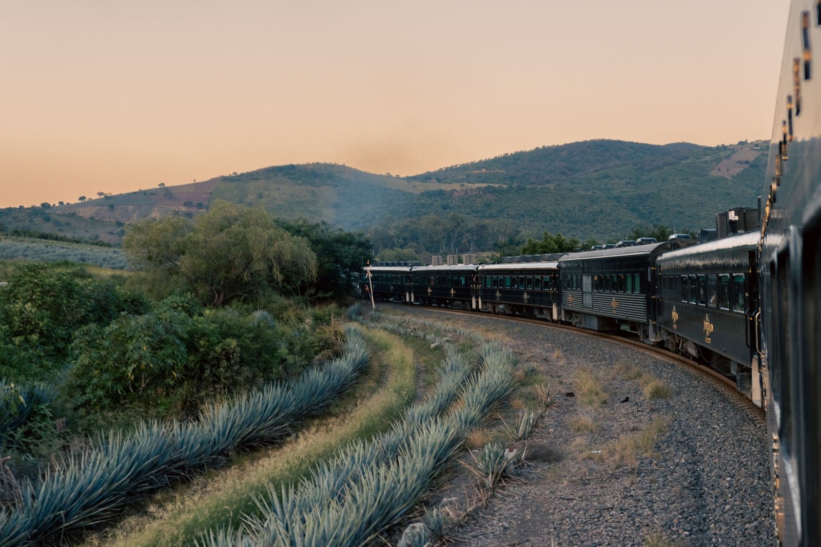 Tren atravesando campos de agave azul entre colinas de la región de Tequila, Jalisco