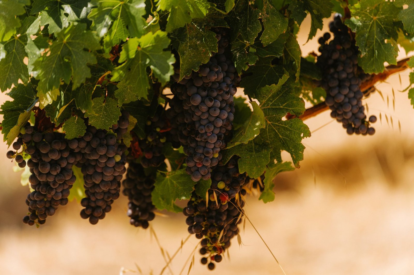 Racimo de uvas en una viña de la región de Margaret River, Australia Occidental