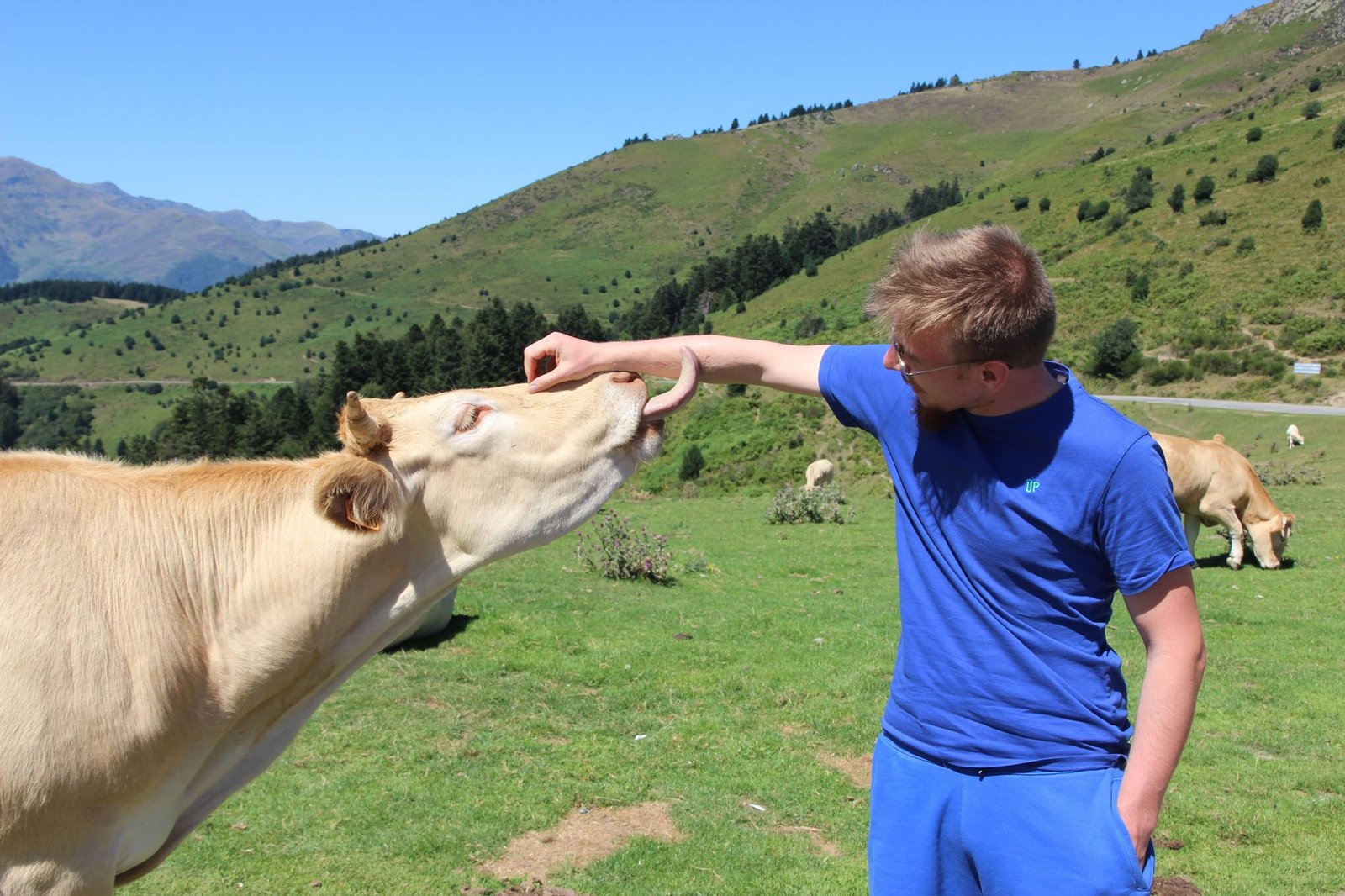 Hombre junto a una vaca en el campo de Bielsa, en el Pirineo aragonés